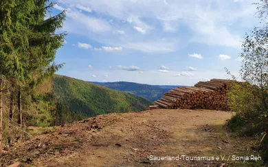 View of a section of forest after intensive forestry work due to the bark beetle calamity.