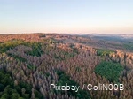 Drone image of a forest with dead trees.